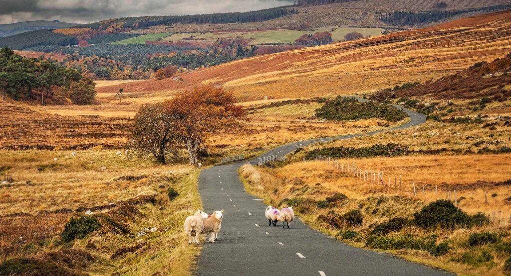 Autumn in Sally Gap in Wicklow Mountains.
