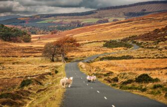Autumn in Sally Gap in Wicklow Mountains.
