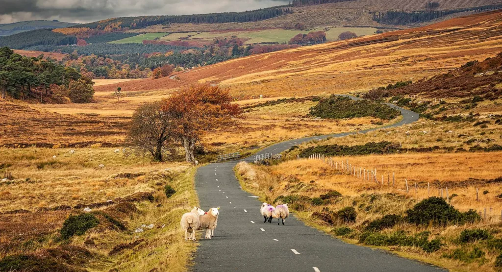 Autumn in Sally Gap in Wicklow Mountains.