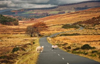 Autumn in Sally Gap in Wicklow Mountains.