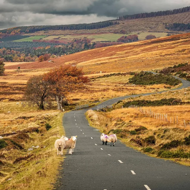 Autumn in Sally Gap in Wicklow Mountains.