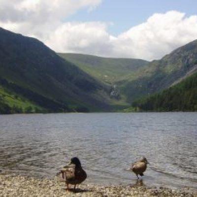 ducks-in-glendalough-upper-lake